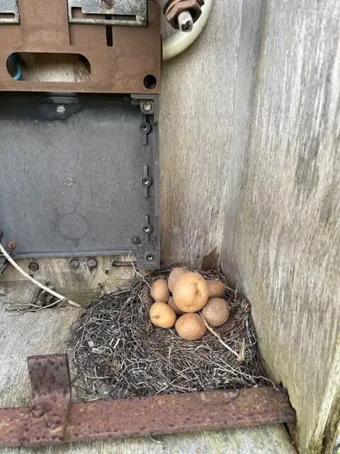 Kunnen vogels aardappels verzamelen?
