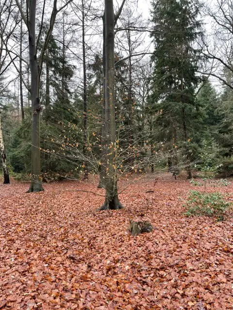 Koffieboerderij Groot Nibbelink