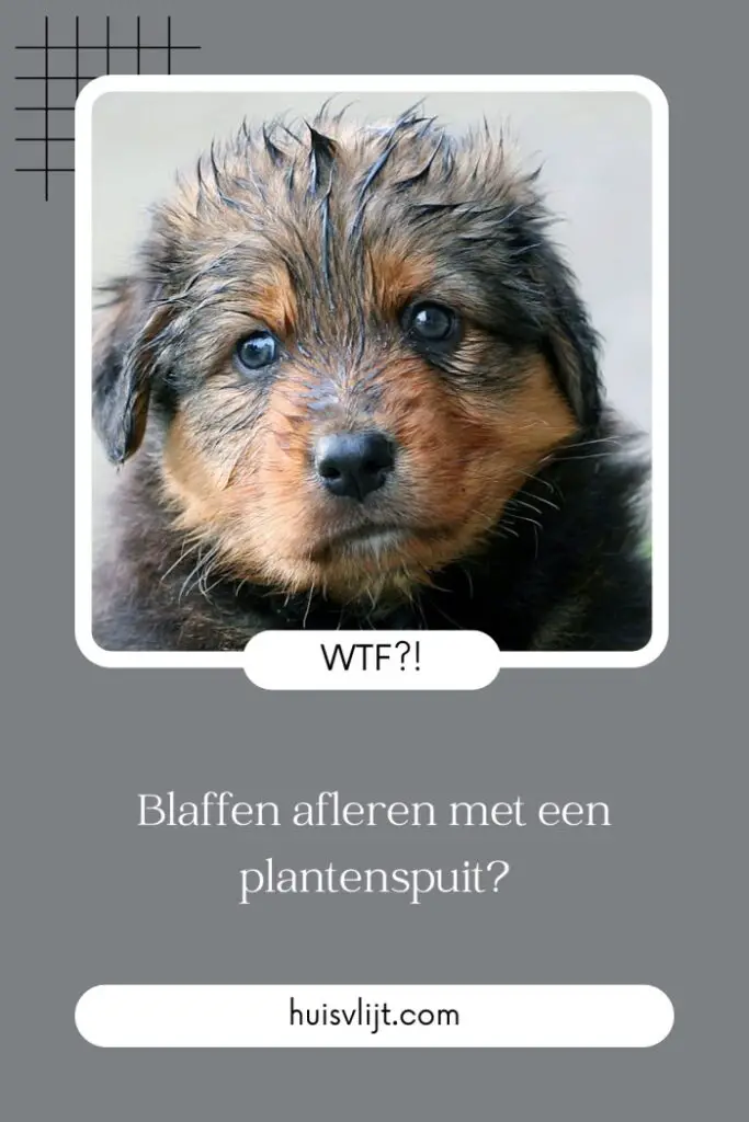 Blaffen afleren met een plantenspuit?