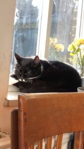 poes