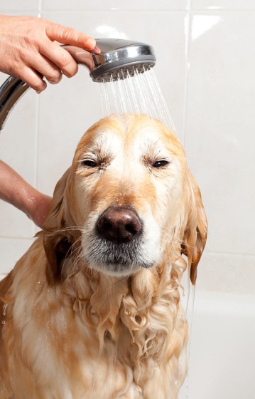 hond douchen
