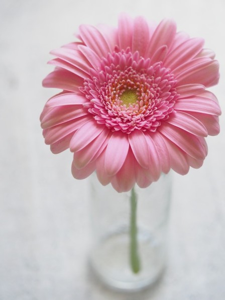 gerbera