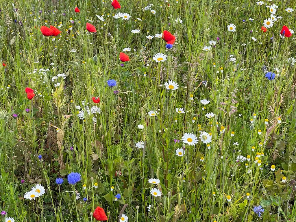 bloemenpracht