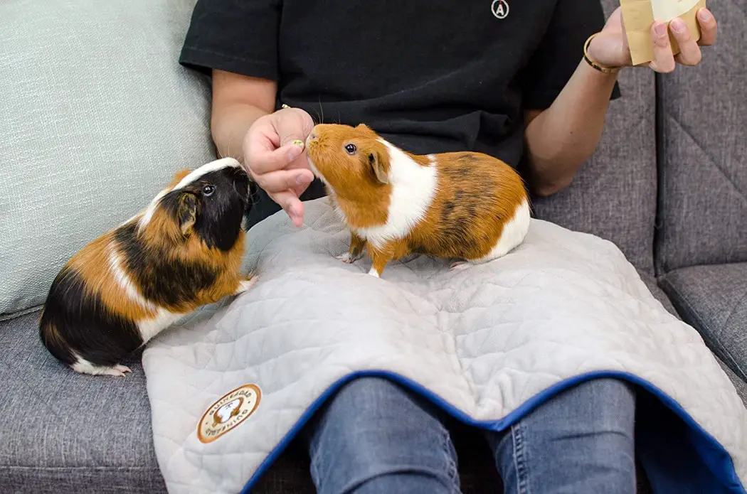 Online dierenarts + 1 lezersvraag over cavia met chronische bronchitis 3 chronische bronchitus cavia