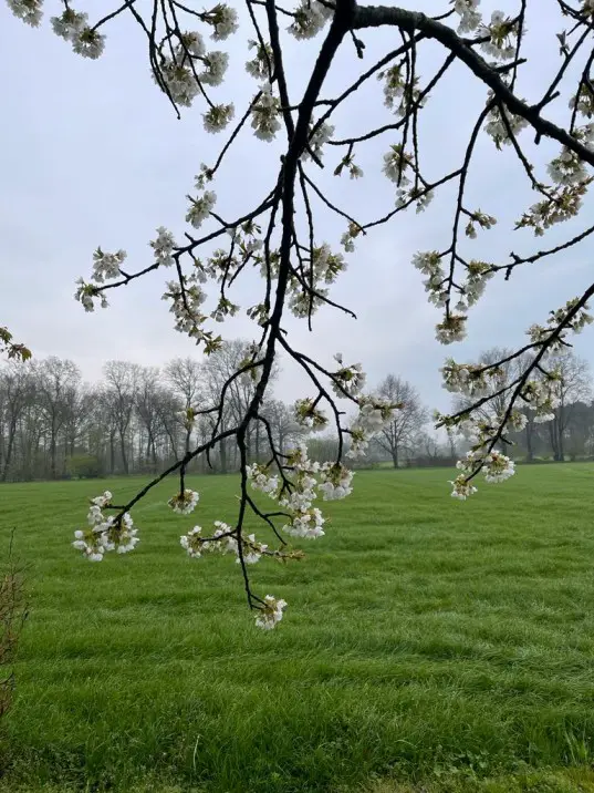 Vanochtend sneeuwde het kersenbloesem!