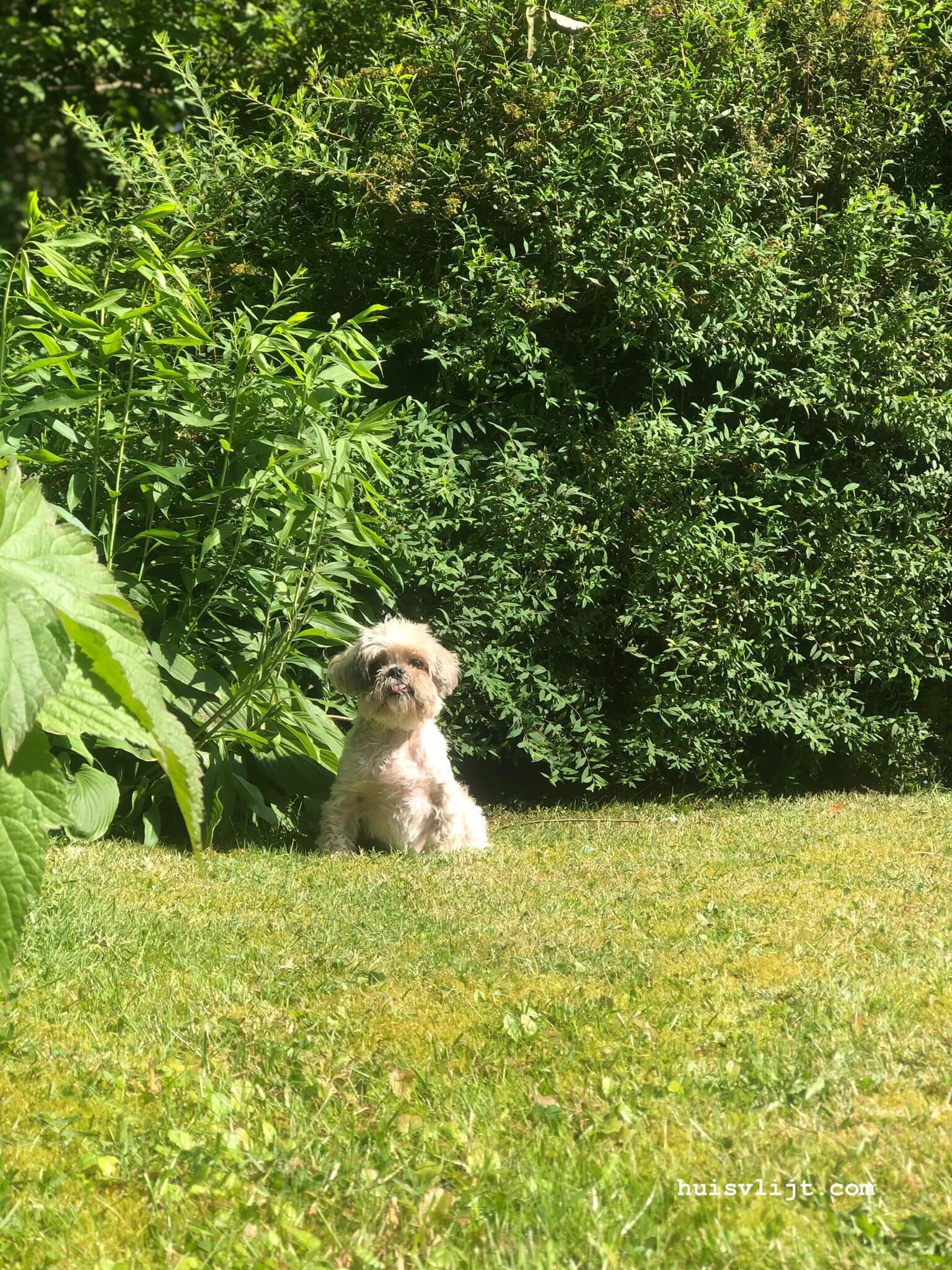 huisdier Trixie
