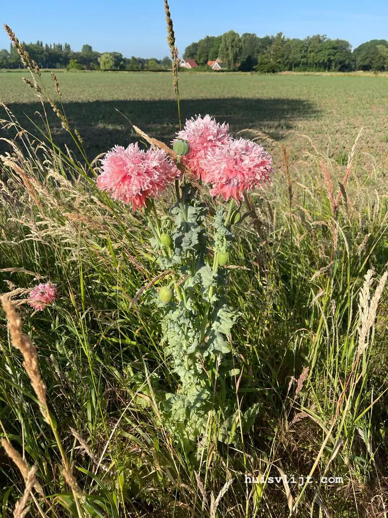 Bloemenpracht in de berm: Poppy's en Primrose