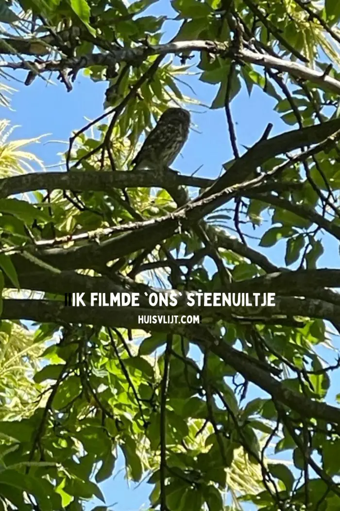 Ik filmde ‘ons’ steenuiltje: je kunt hem horen en zien!