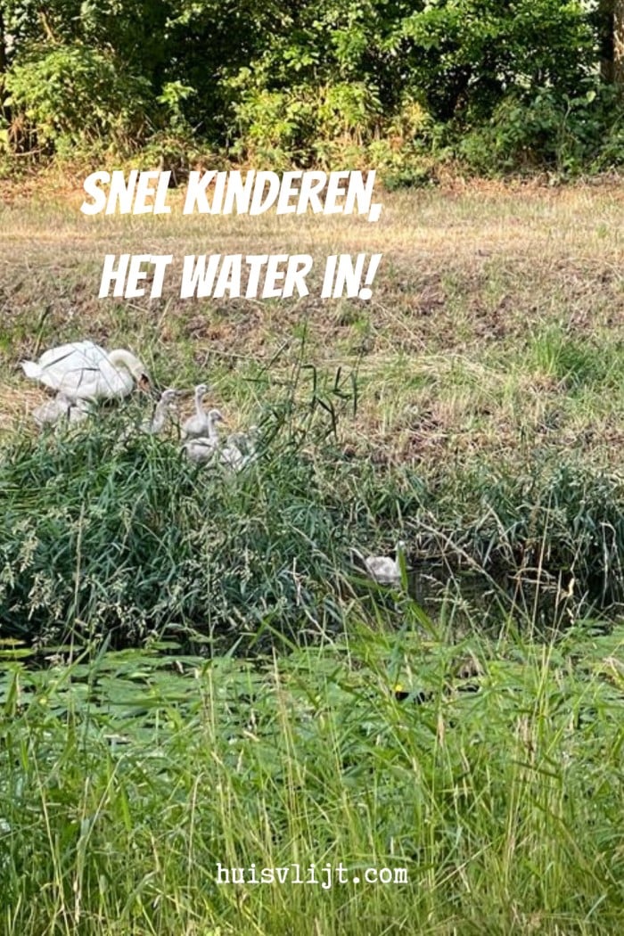 Poes heeft trek in zwaan 2 zwanen