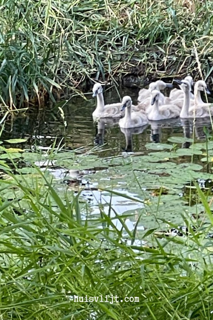 Poes heeft trek in zwaan 3 zwanen