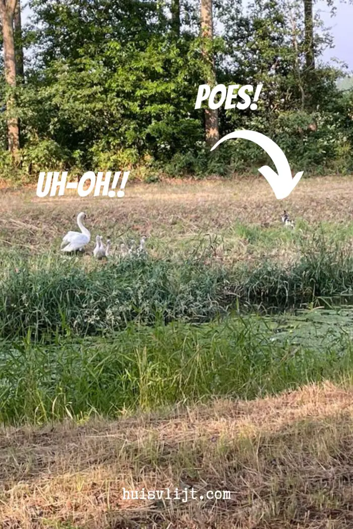 Poes heeft trek in zwaan