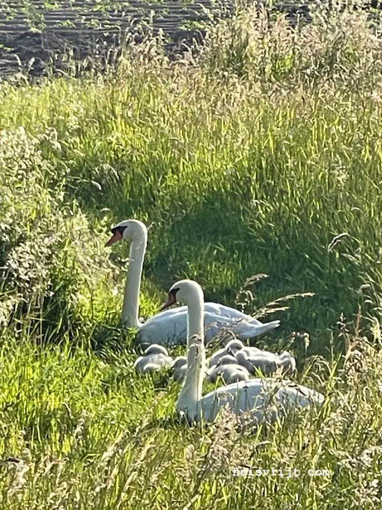 Zwanennest bij de beek!