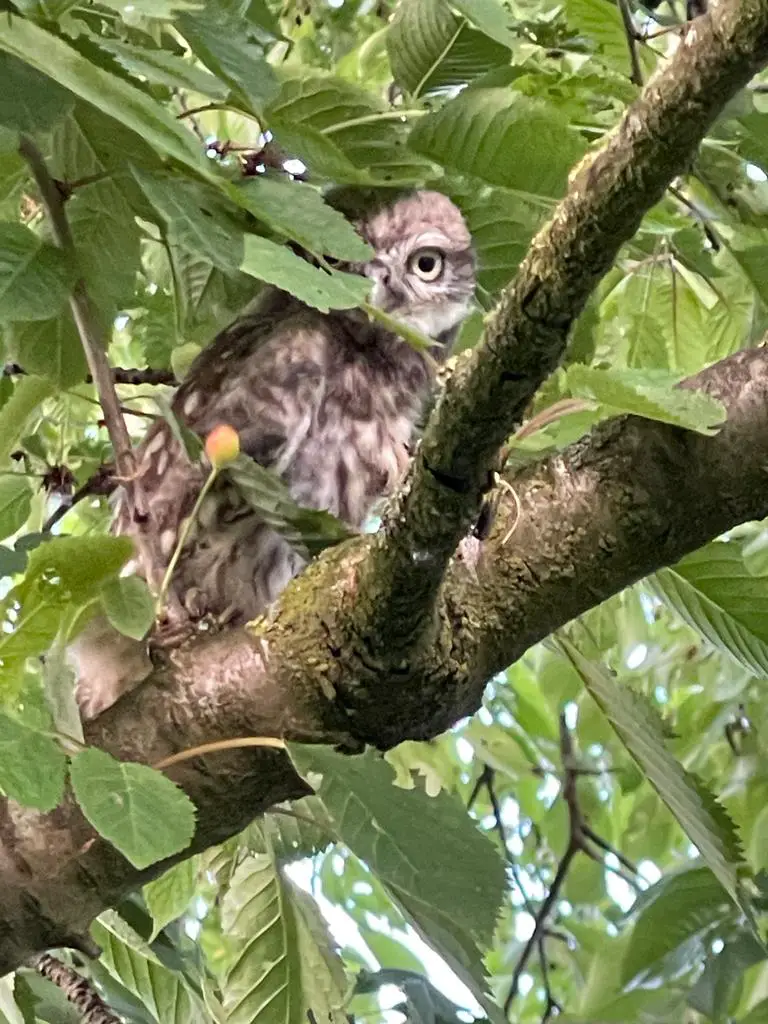 Er zit een uiltje in onze kersenboom!