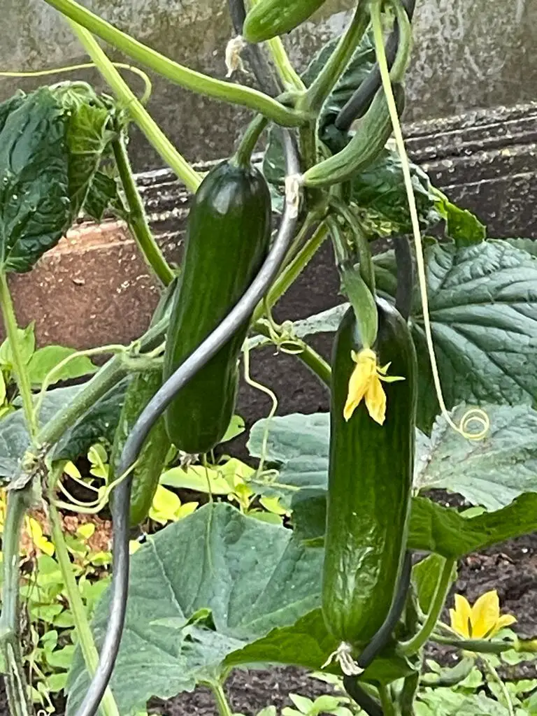 komkommers uit eigen tuin