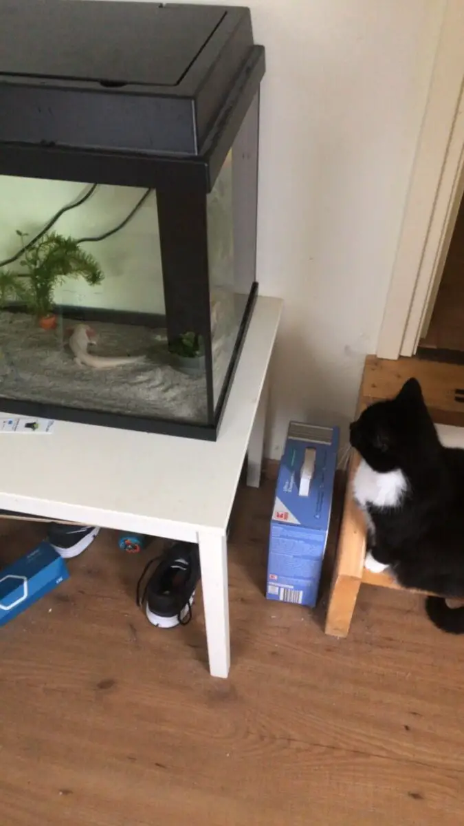 poes en axolotl