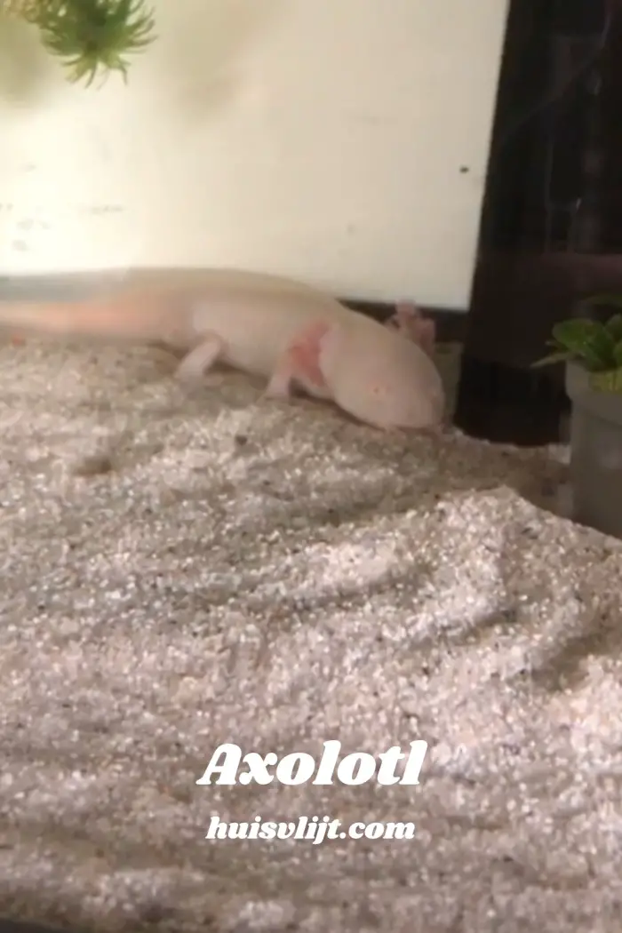 axolotl