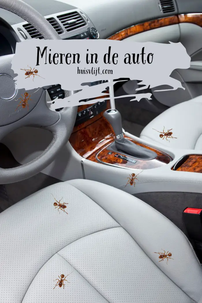 mieren in de auto