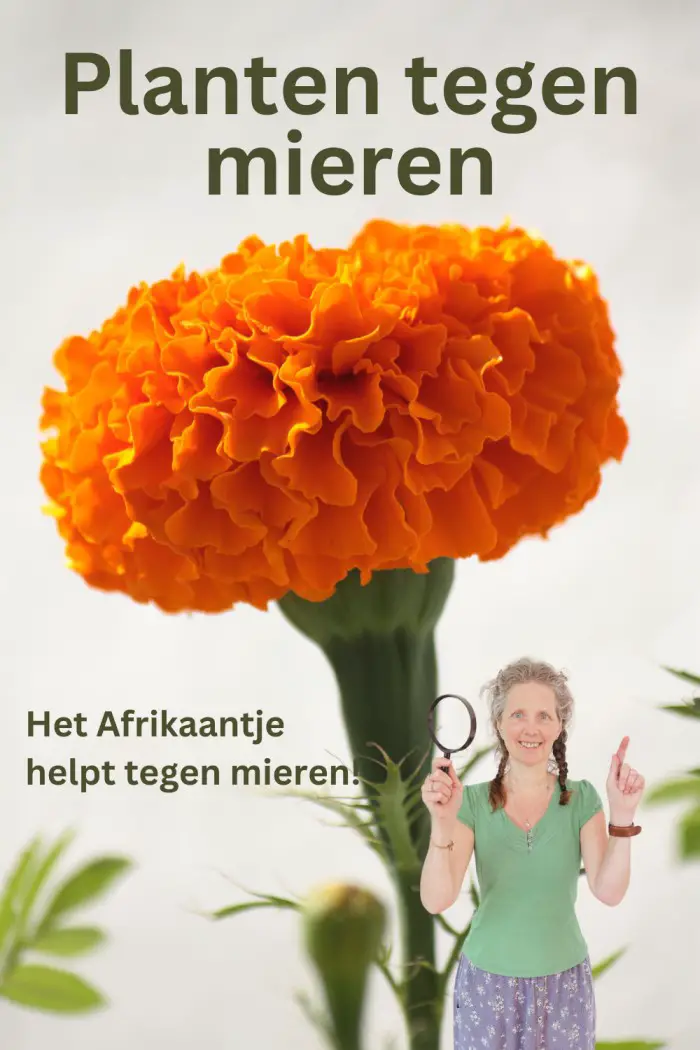 planten tegen mieren
