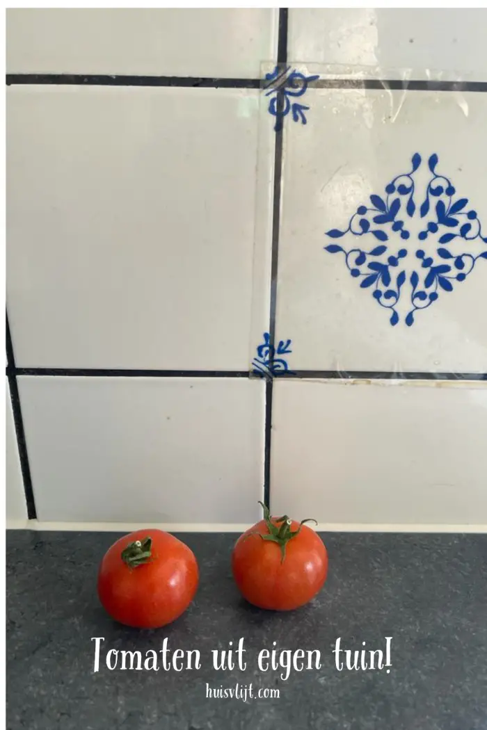 Waarom zijn de tomaten groen