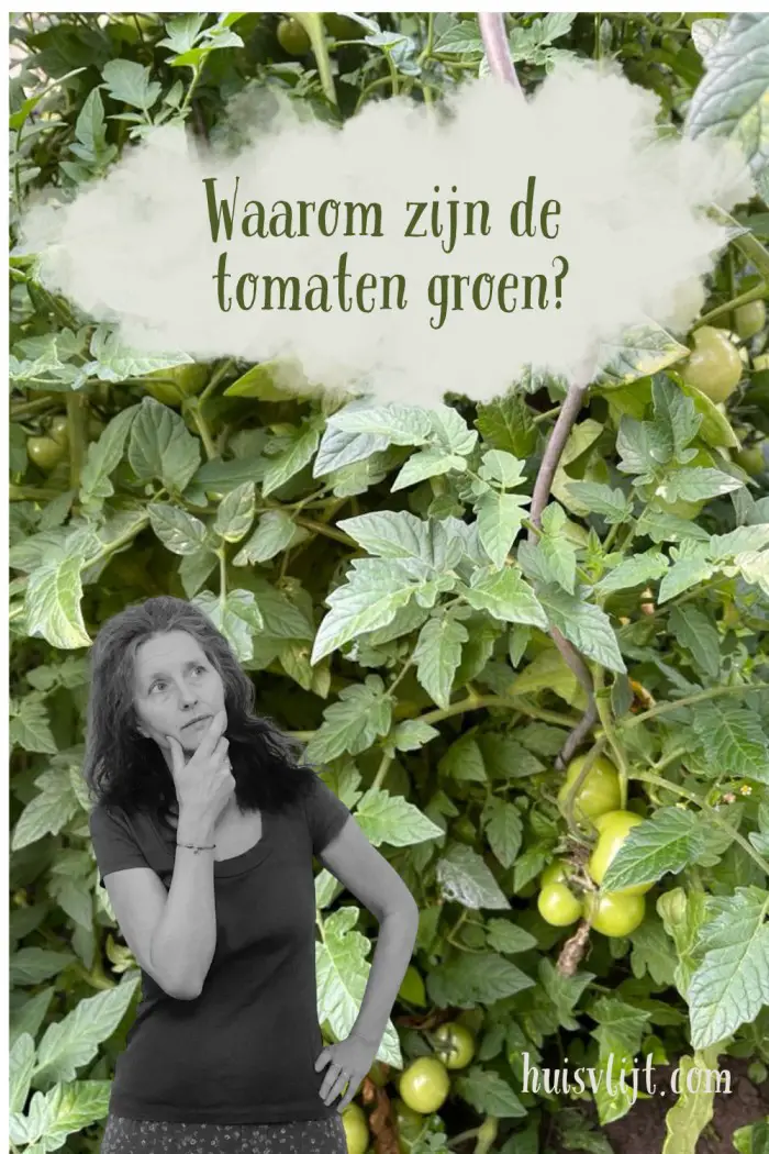 waarom zijn de tomaten groen