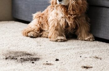 Je huis schoonhouden als je huisdieren hebt: 5 tips