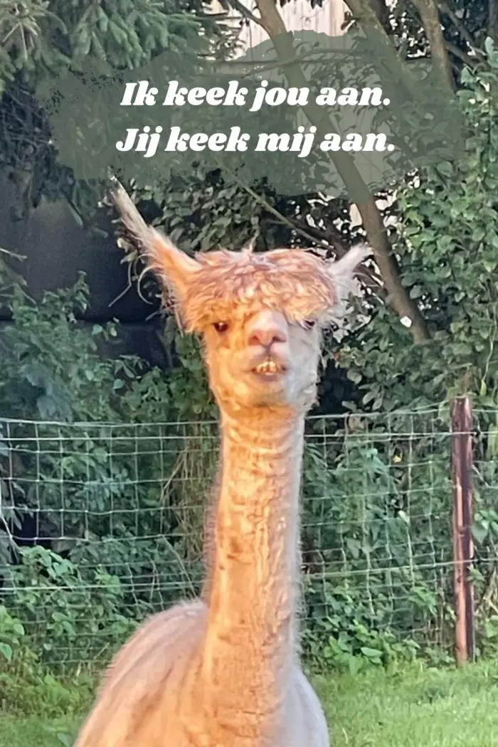 alpaca