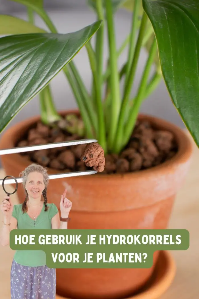 hydrokorrels