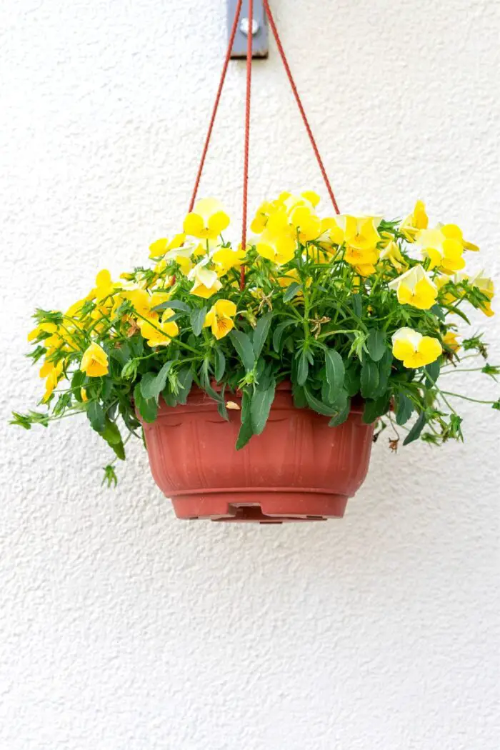 viooltjes in hangpot