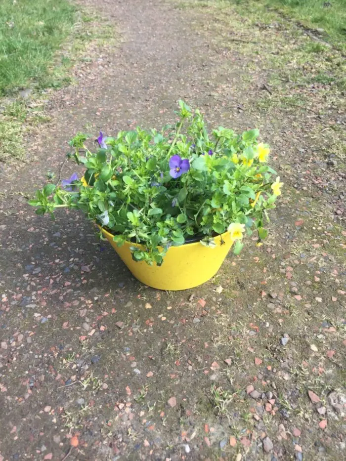 viooltjes in pot