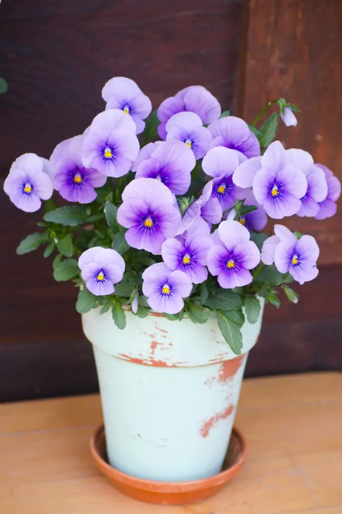 viooltjes in pot
