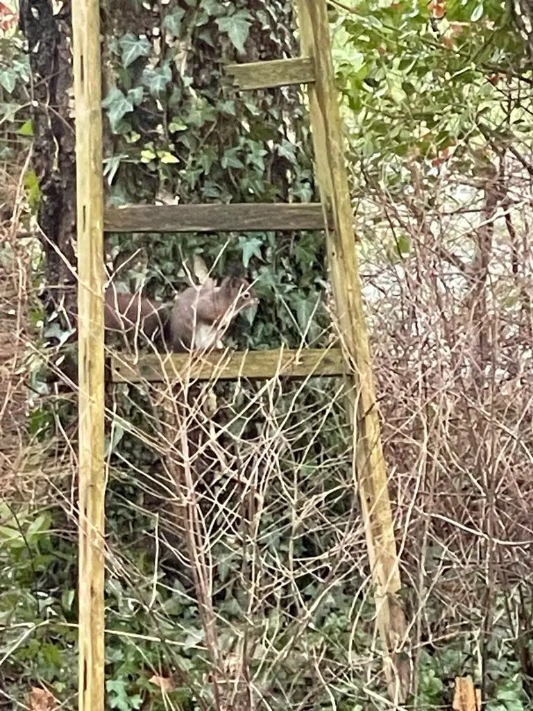 eekhoorntjes in de tuin