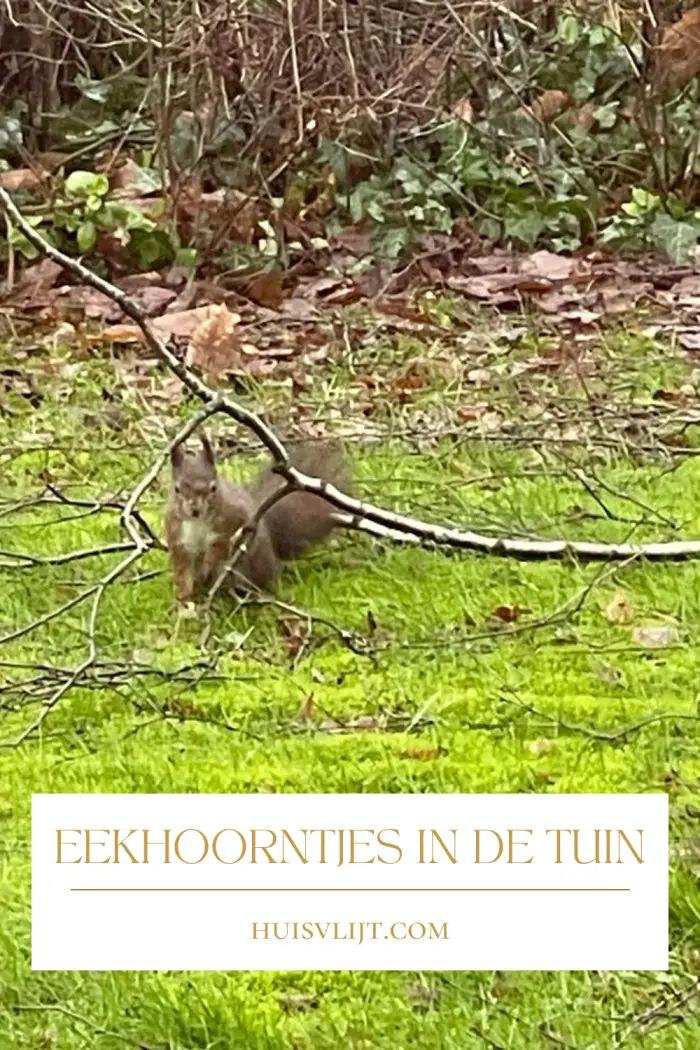 eekhoorntjes in de tuin