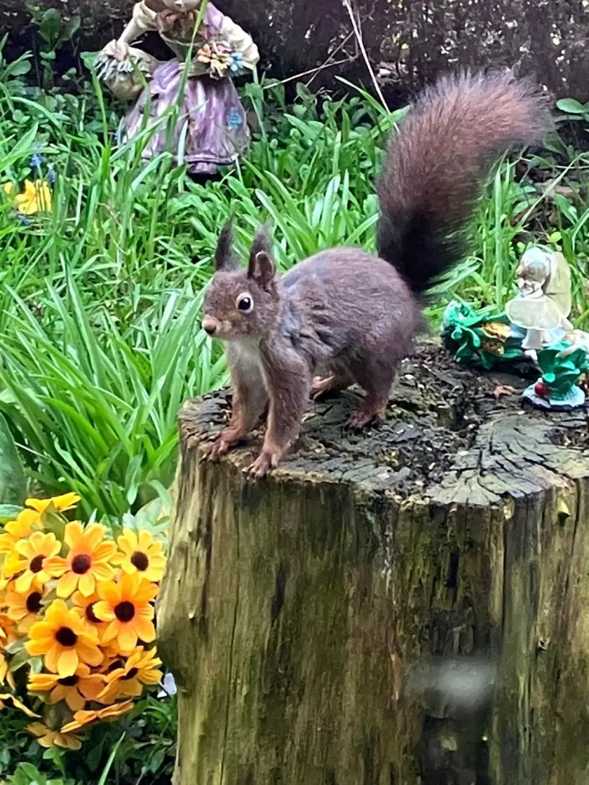 eekhoorntje in voortuin