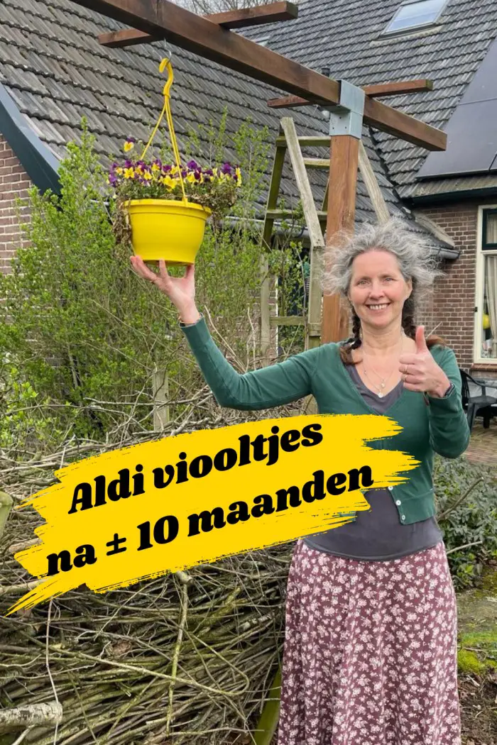 De Aldi viooltjes