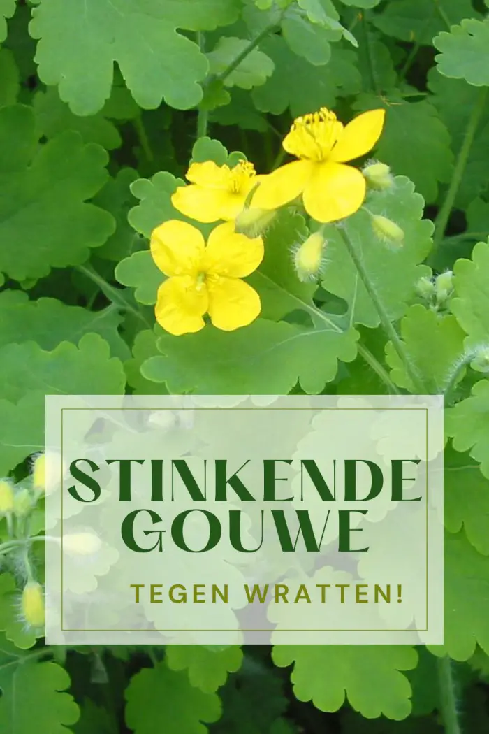 Plant tegen wratten Stinkende gouwe