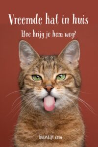 vreemde kat in huis