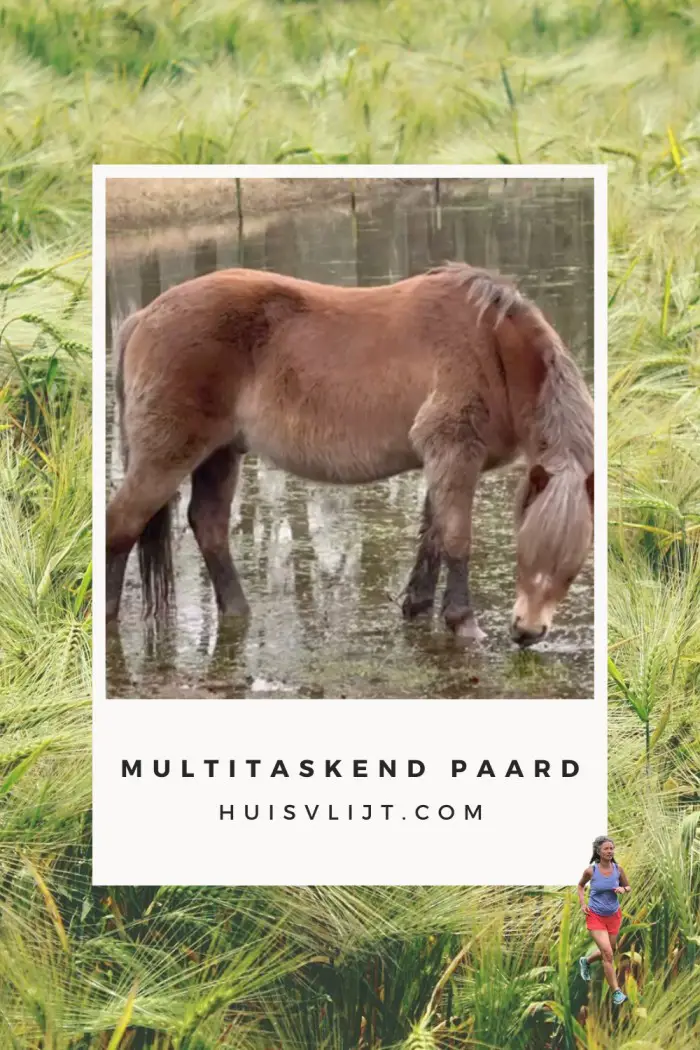 Multitaskend paard