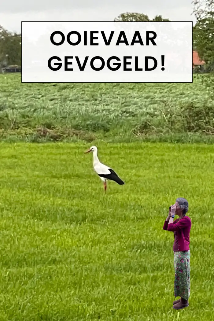 ooievaar gevogeld