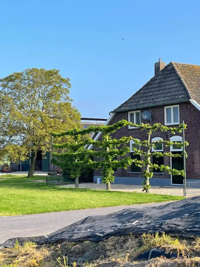 De pracht van de steeneik leiboom 2 leiboom