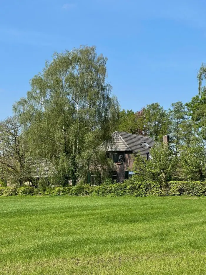 bomen rondom huis