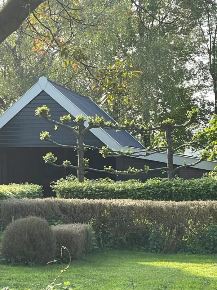 De pracht van de steeneik leiboom 4 steeneik leiboom