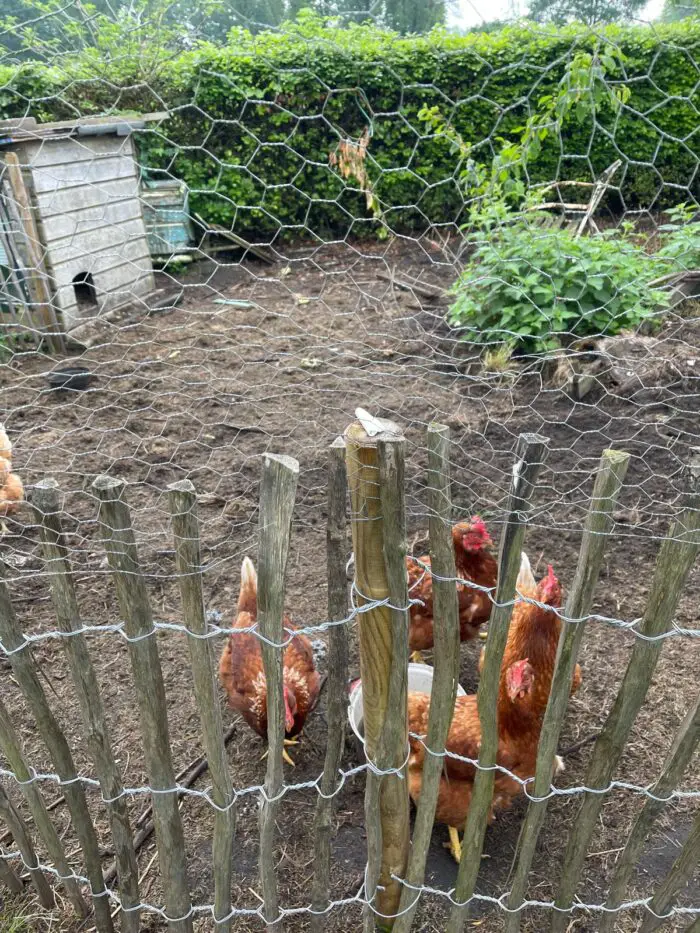 schapenhek als kippenren