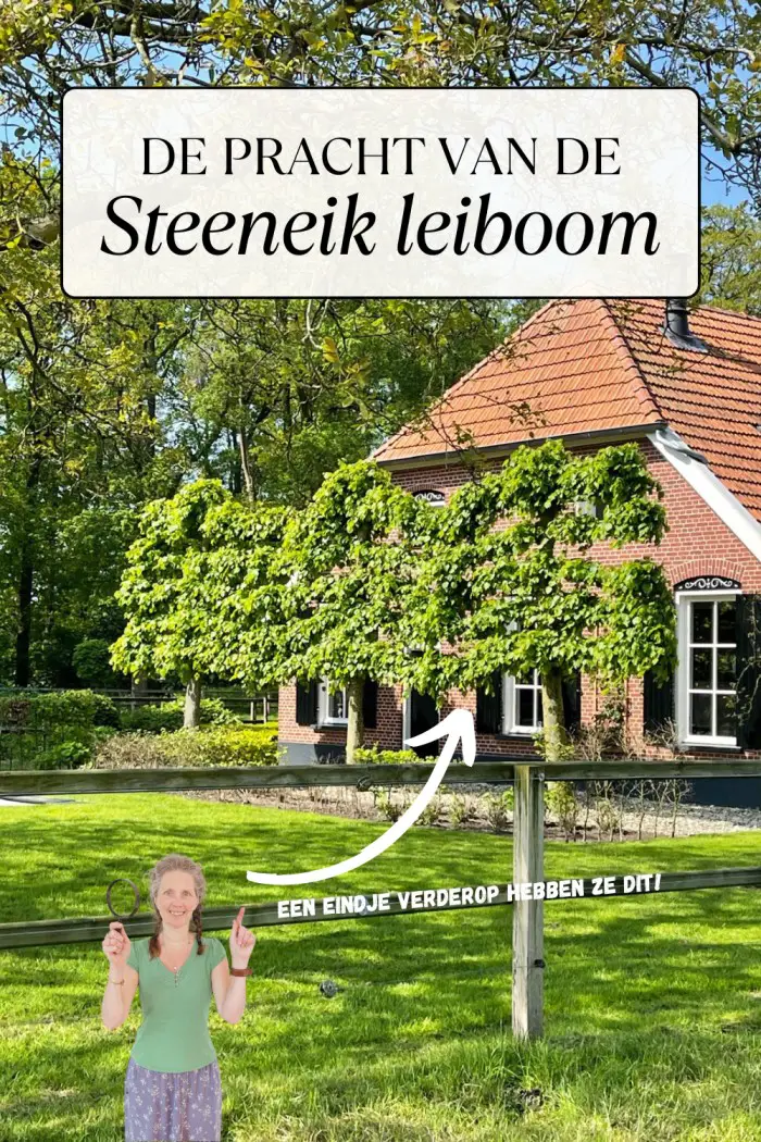 steeneik leiboom