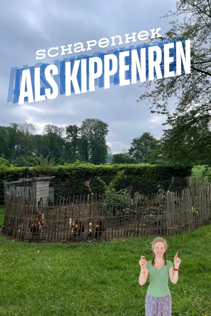 schapenhek als kippenren