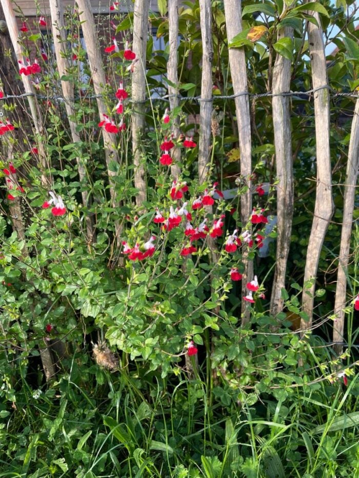 schapenhek met bloemen