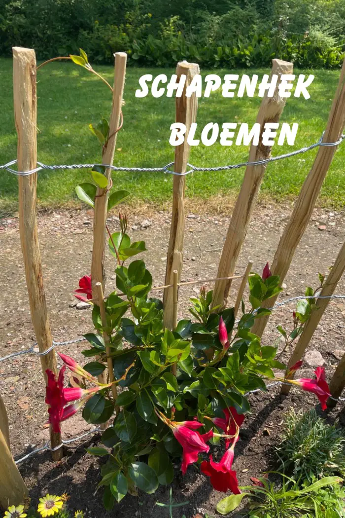 schapenhek bloemen