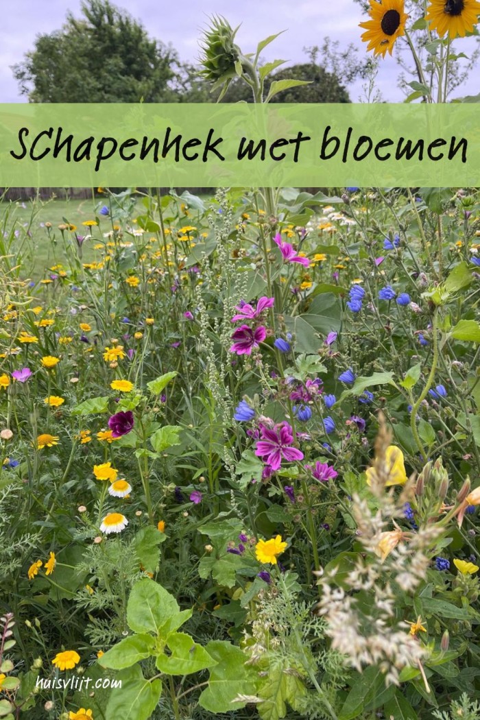 Schapenhek bloemen: eentje heeft het begrepen 6 schapenhek met bloemen