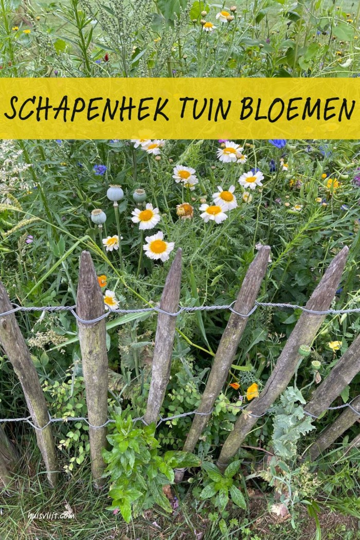 Schapenhek bloemen: eentje heeft het begrepen 7 schapenhek tuin bloemen