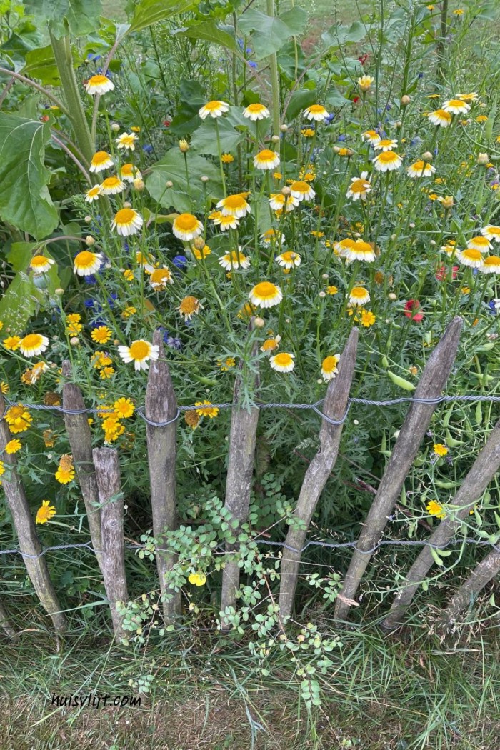 Schapenhek bloemen: eentje heeft het begrepen 5 schapenhek tuin