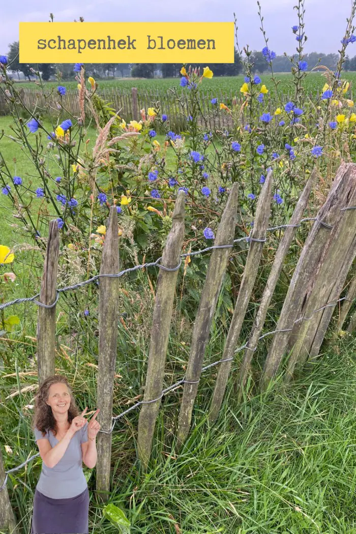 schapenhek wilde bloemen